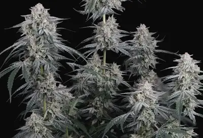 Garlic Mint Sherbet Auto