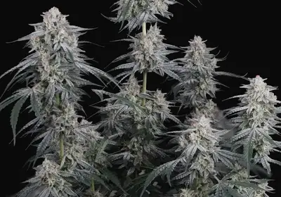 Garlic Mint Sherbet Auto