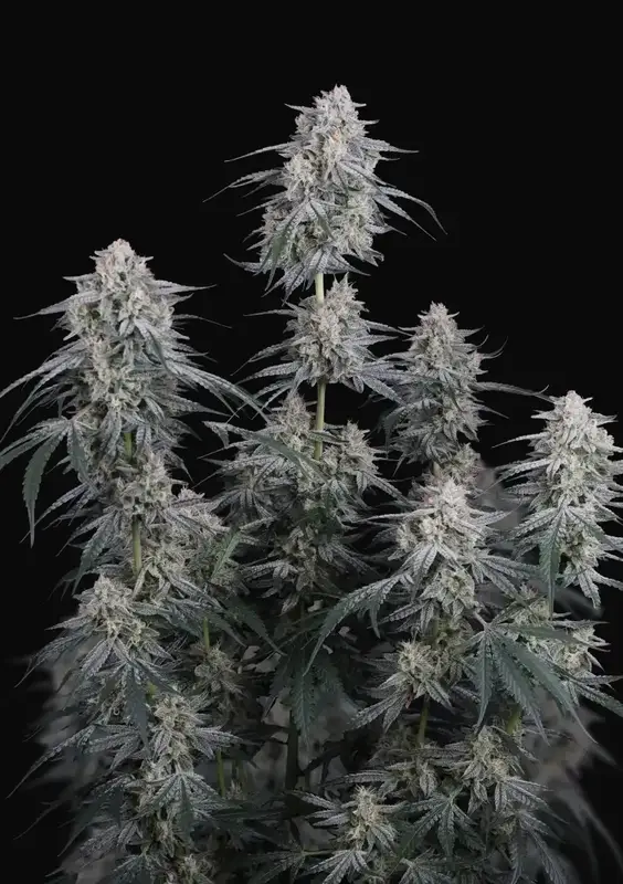 Garlic Mint Sherbet Auto