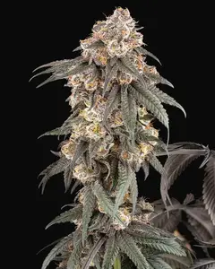 Gasoline Sherblato Feminized