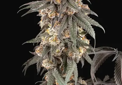 Gasoline Sherblato Feminized