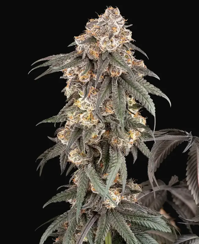 Gasoline Sherblato Feminized