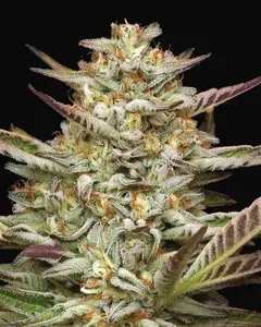 Gazzurple