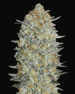 Gelato 33