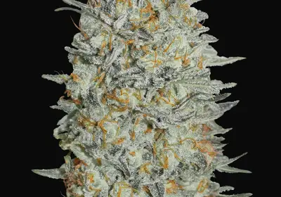 Gelato 33