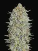 Gelato 33