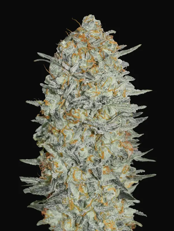 Gelato 33