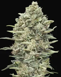 Gelato 33 Fast