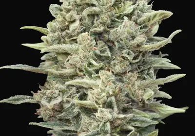 Gelato 33 Fast