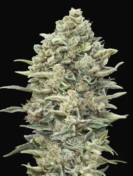 Gelato 33 Fast