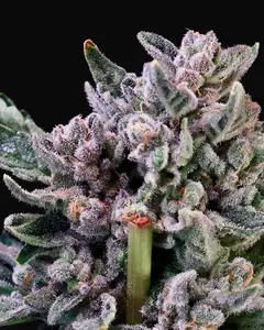 Gelato 41