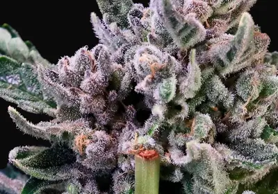 Gelato 41