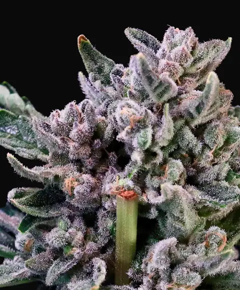 Gelato 41