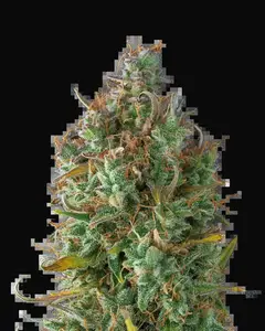 Gelato 41 Auto