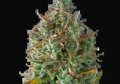 Gelato 41 Auto
