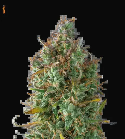 Gelato 41 Auto