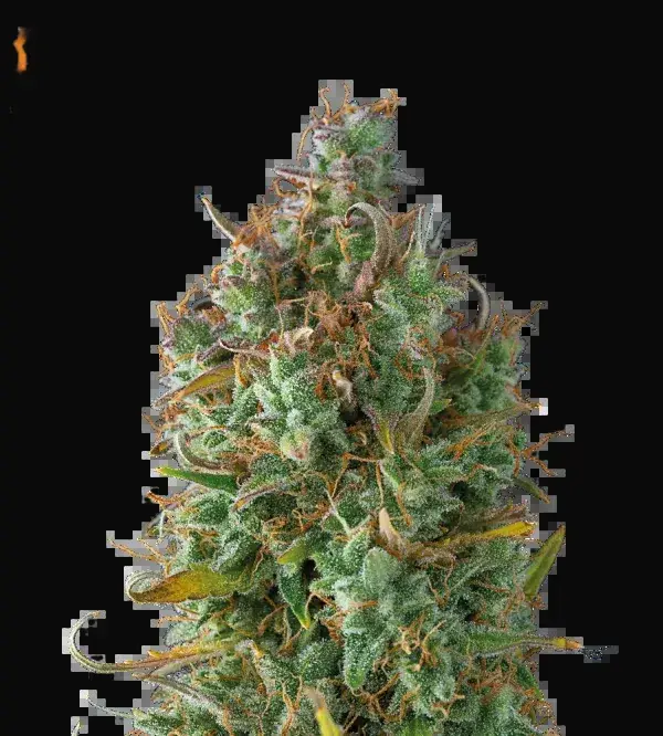 Gelato 41 Auto