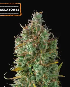 Gelato 41 Auto