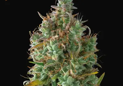Gelato 41 Auto
