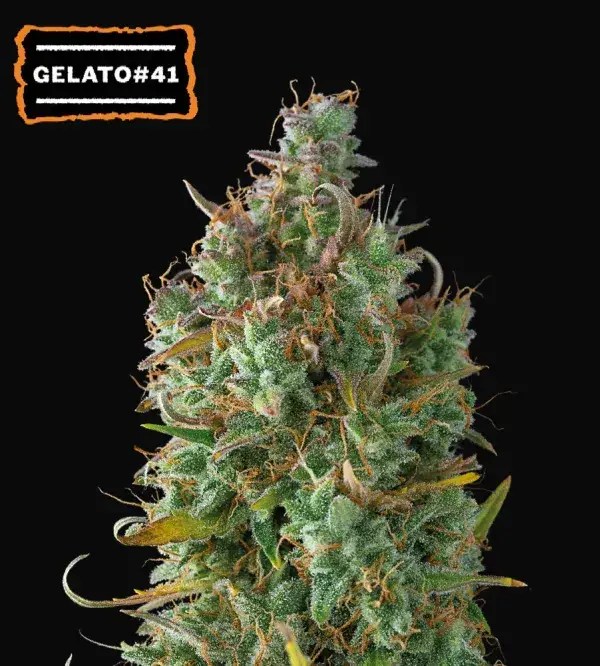 Gelato 41 Auto