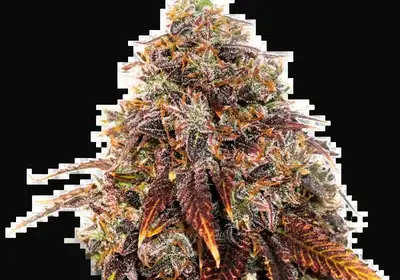 Gelato 41