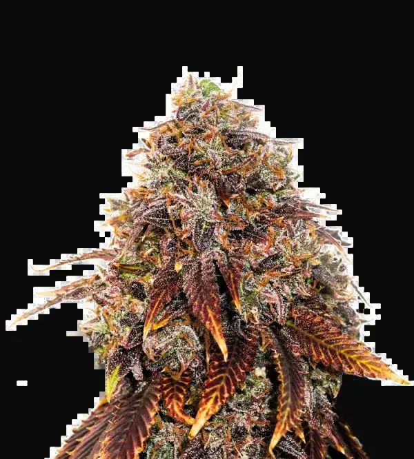 Gelato 41