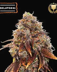 Gelato 41