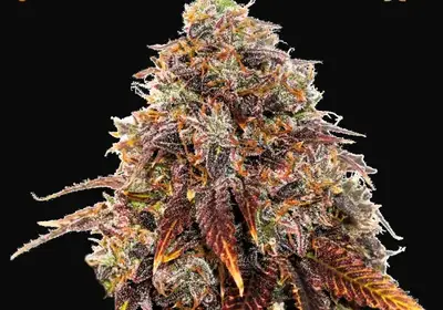 Gelato 41