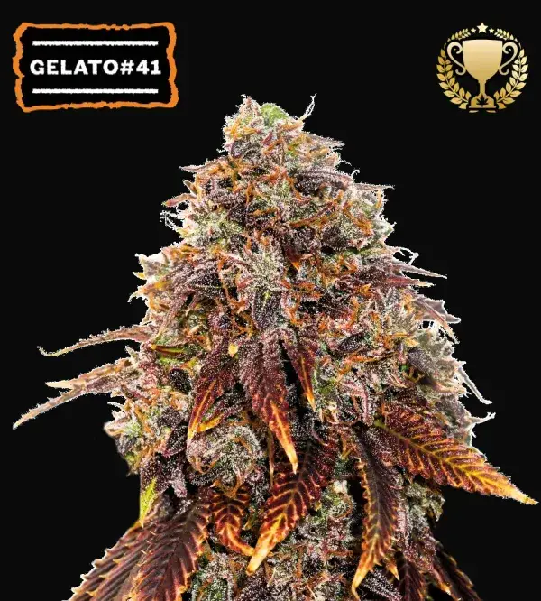 Gelato 41