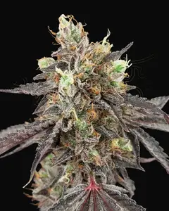 Gelato 41 x Gelato 41 Auto