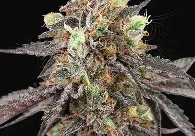 Gelato 41 x Gelato 41 Auto