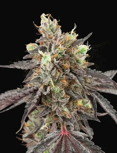 Gelato 41 x Gelato 41 Auto