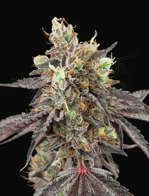 Gelato 41 x Gelato 41 Auto