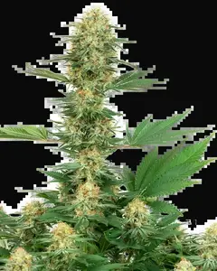 Gelato #420 Feminized