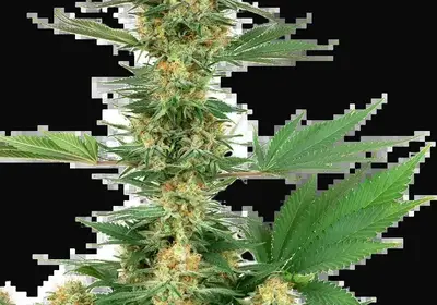 Gelato #420 Feminized
