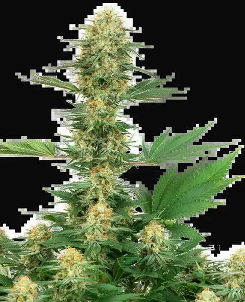 Gelato #420 Feminized