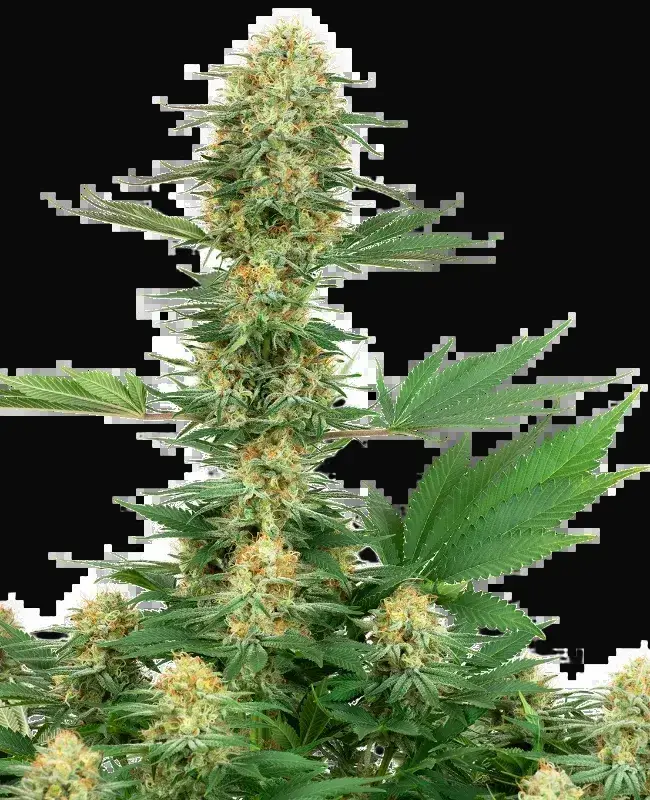 Gelato #420 Feminized