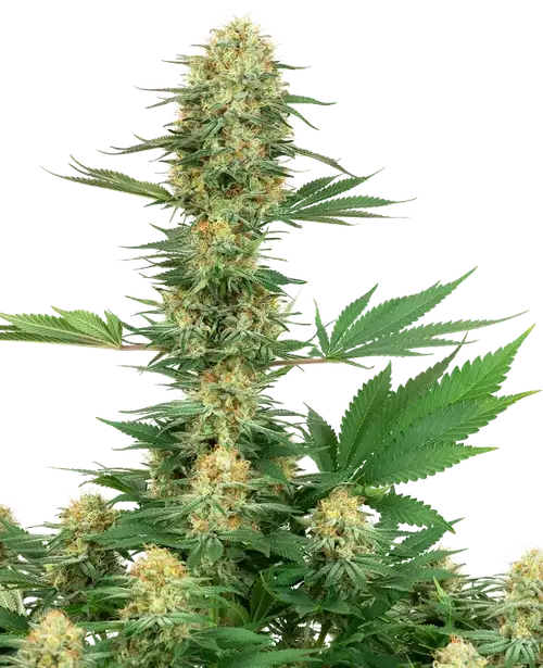 Gelato #420 Feminized