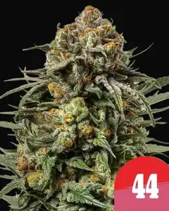 Gelato 44