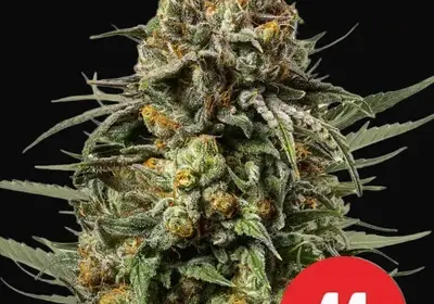 Gelato 44