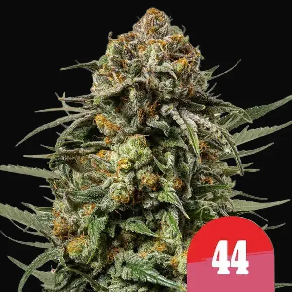 Gelato 44