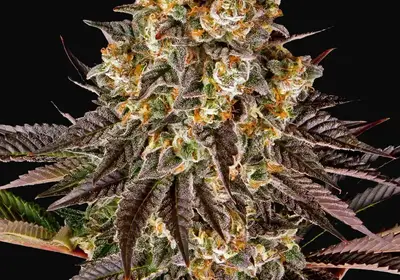 Gelato #45