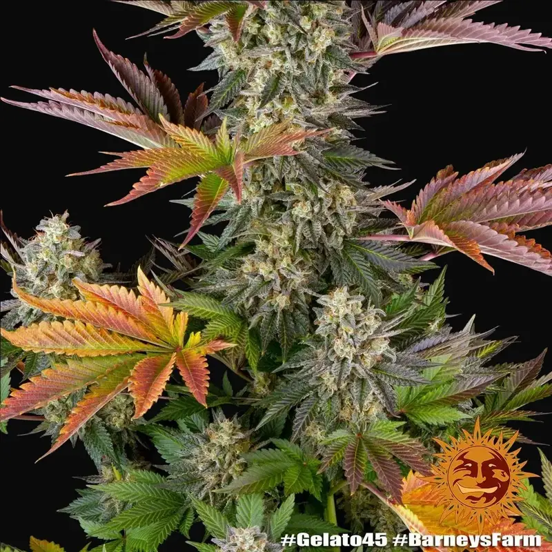 Gelato #45 — zdjęcie 2