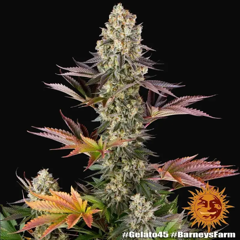 Gelato #45 — zdjęcie 5