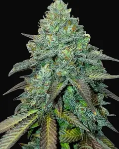 Gelato Auto