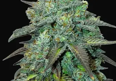 Gelato Auto