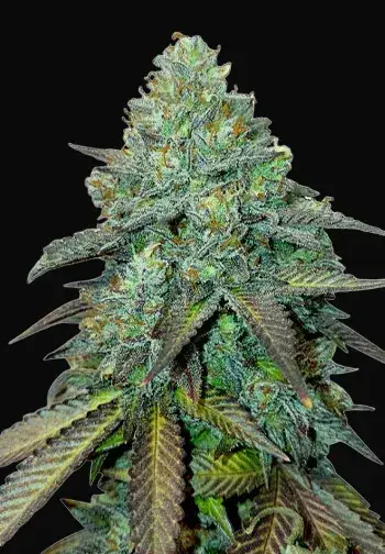 Gelato Auto