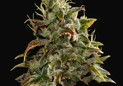 Gelato Auto