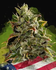 Gelato Auto