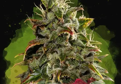 Gelato Auto
